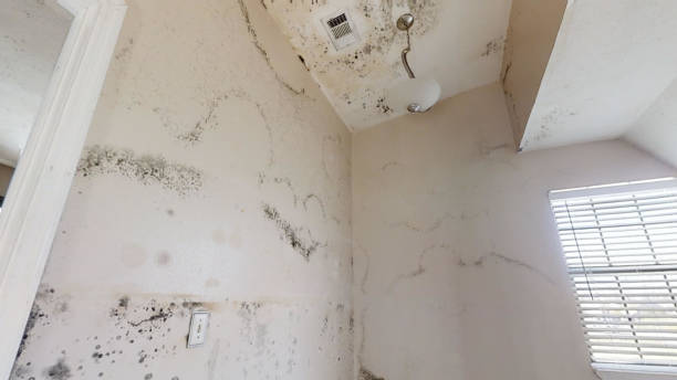 Best Industrial Mold Remediation  in Beeville, TX