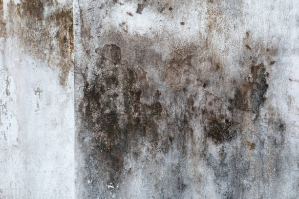 Best Crawl Space Mold Remediation  in Beeville, TX